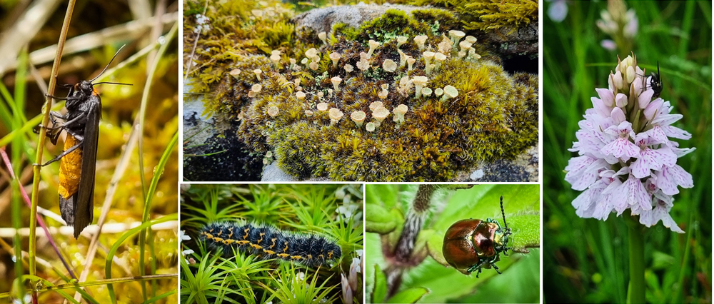 Andrew Beverley - nature at Glenlude