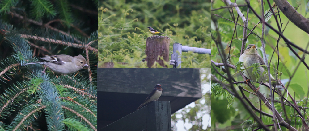 Andrew Beverley - birds surveying at Glenlude