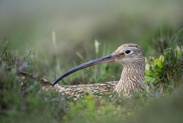 Curlew, Tarras Valley