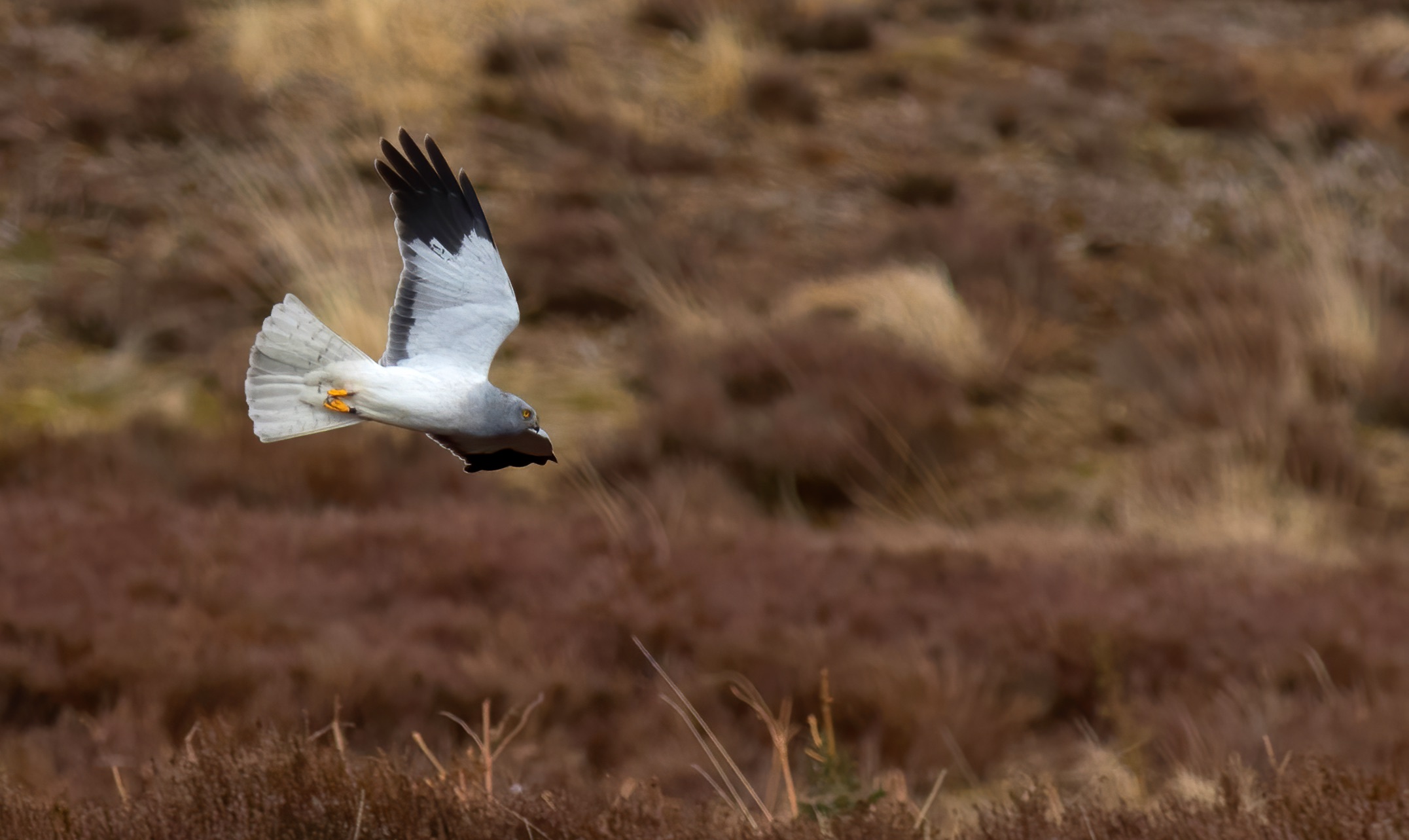 Hen Harrier Langholm John Wright