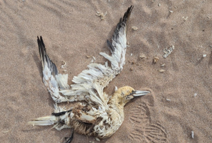 Dead northern gannet - Lynn Munro