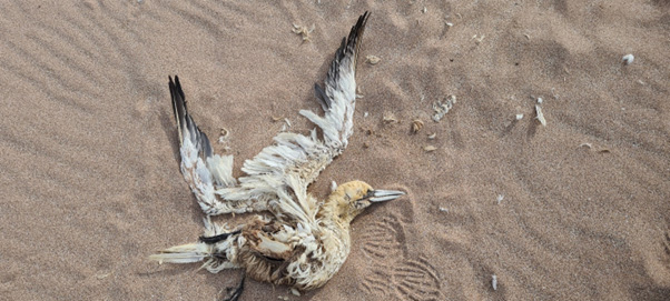 Dead northern gannet - Lynn Munro