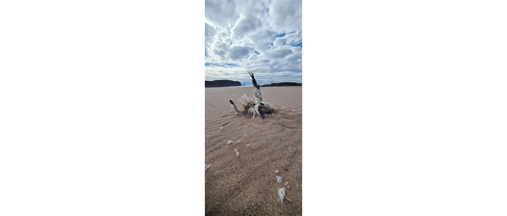 Dead northern gannet 2 - Lynn Munro