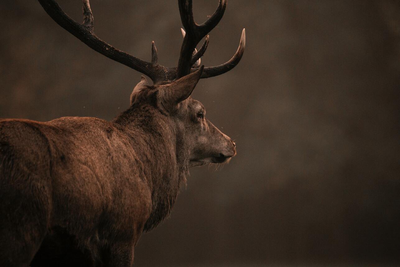 Red Deer Unsplash