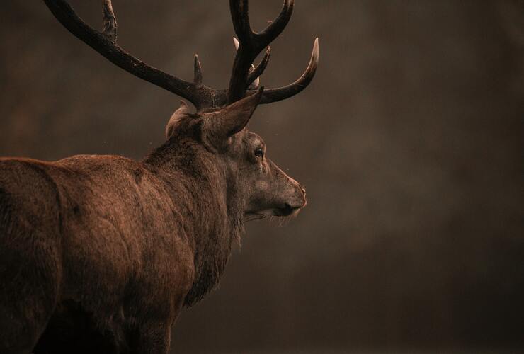 Red Deer Unsplash