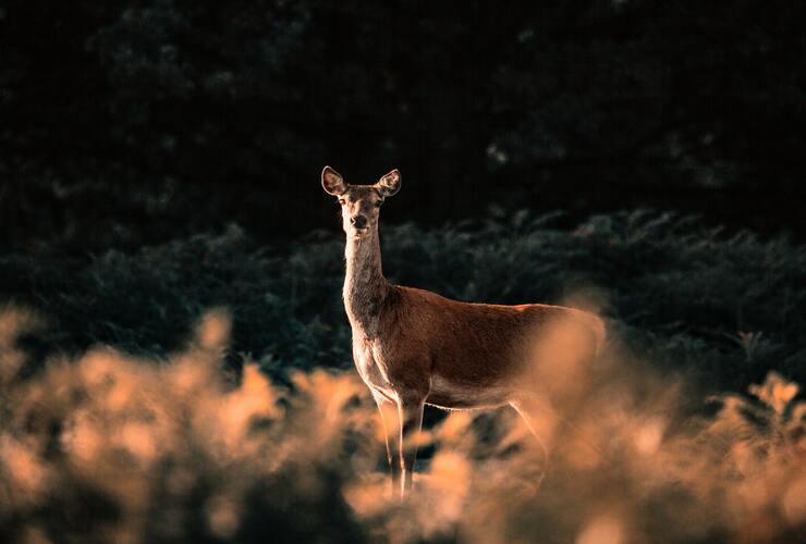 Red doe Diana Parkhouse Unsplash