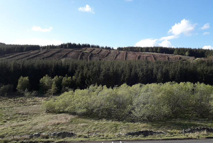 Larch felled at Glenlude 2002