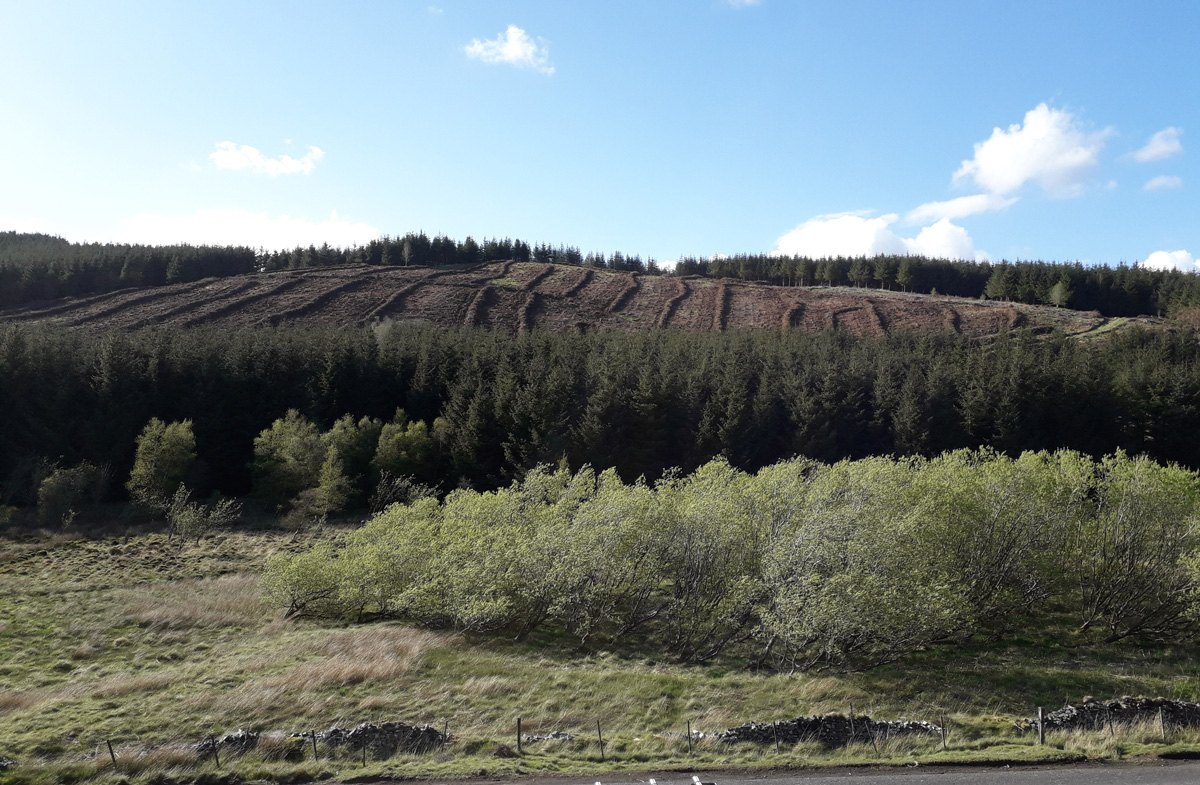 Larch felled at Glenlude 2002