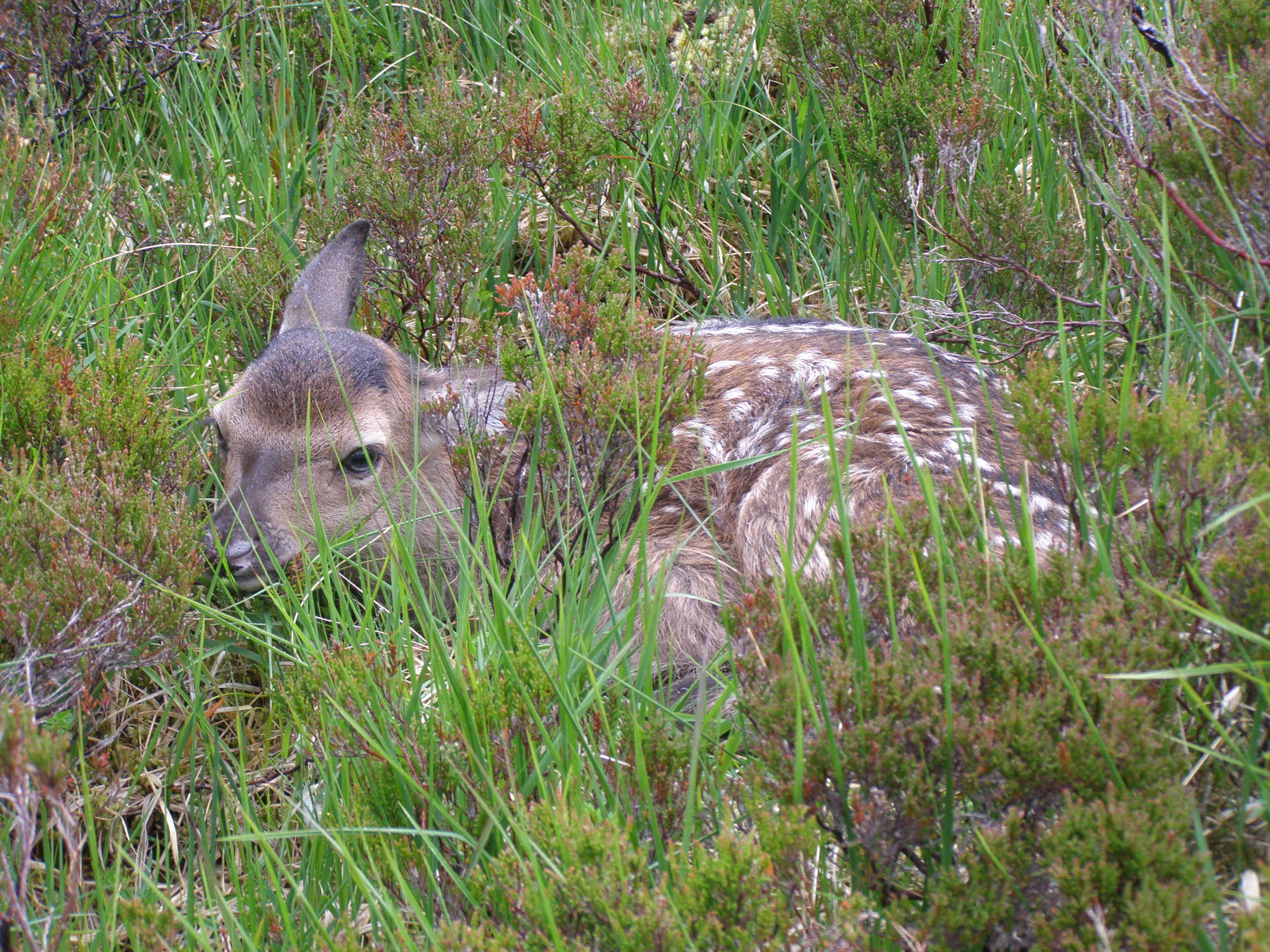 Bill Badger - Red deer calf 2 by Lester Standen