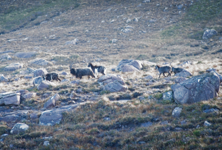 Paul Anthony Rose - AnTeallach goats