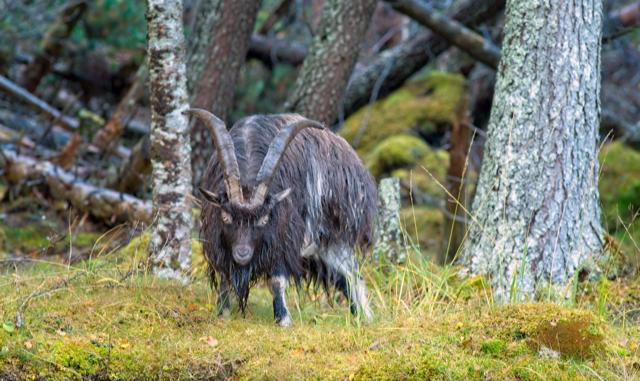 Paul Anthony Rose - Feral goats dundonnel