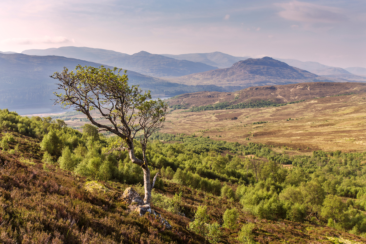 Regenerating birch and rowan trees on Creag Meagaidh NNR by Mark Hamblin/scotlandbigpicture.com