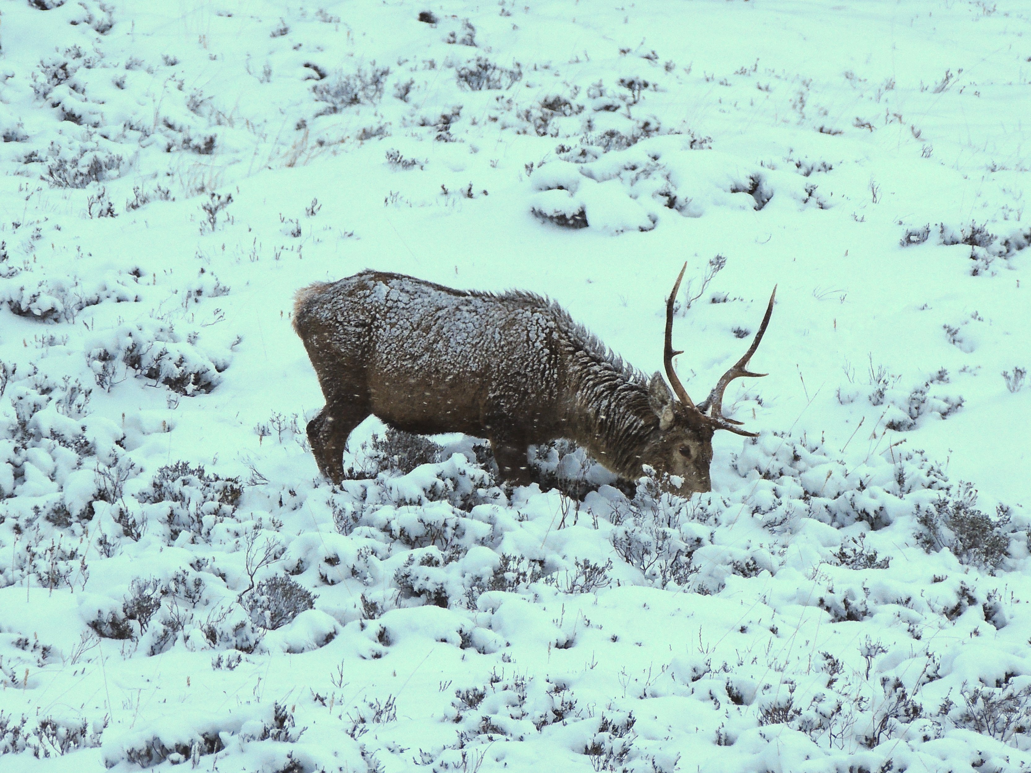 Stag in snow by Fran Lockhart
