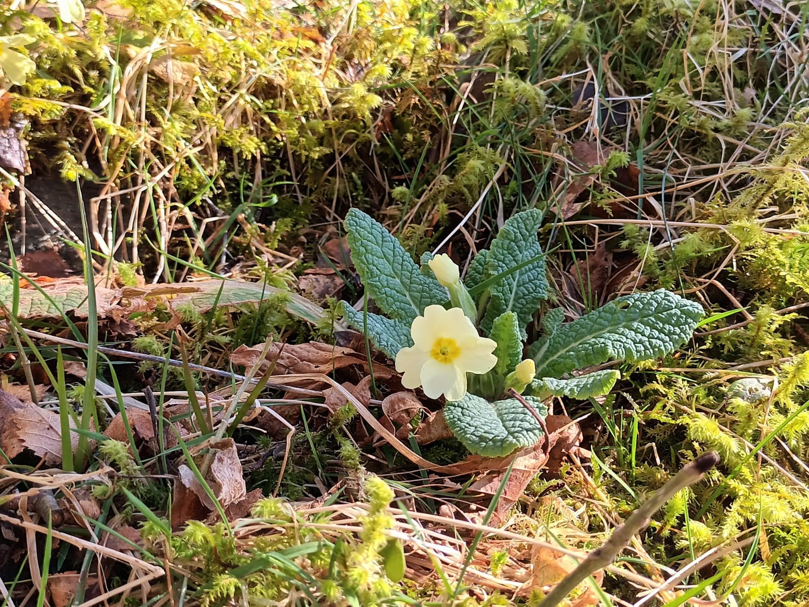 Primrose in Glen Nevis 