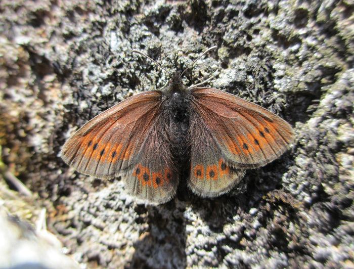 Mountain ringlet butterfly