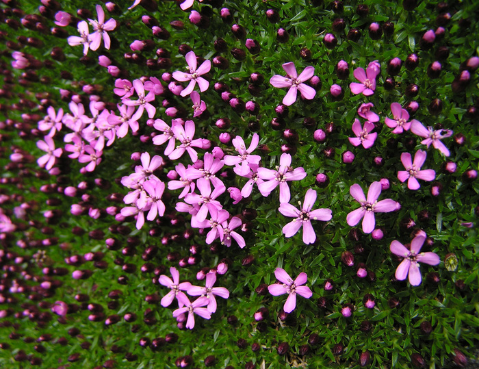 Moss campion