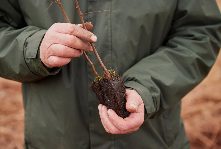 Skye 40 trees day - tree planting image