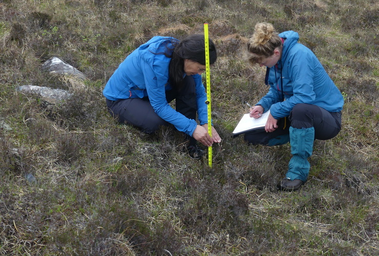 Measuring seedlings 2 - Denis Mollison