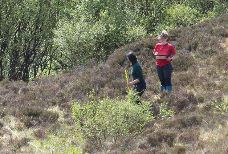 Measuring seedlings 3 - Denis Mollison