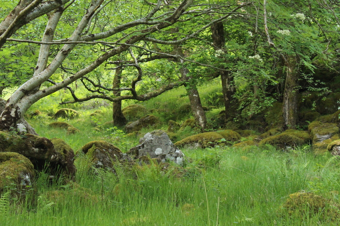section of rainforest in Glen Nevis