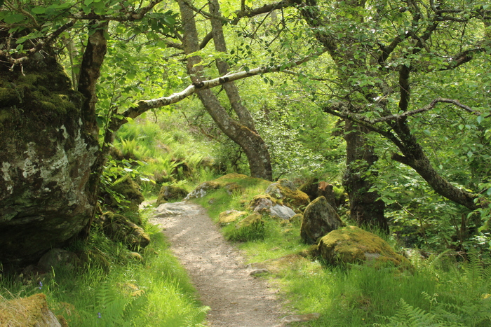 Rainforest - Nevis