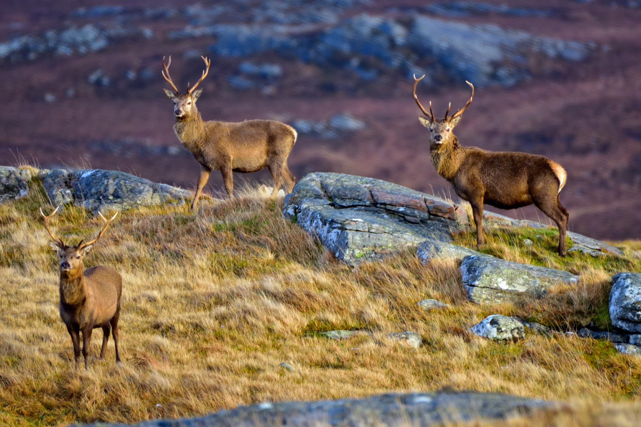 Stags on Lewis by Morris Macleod