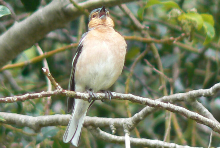 Chaffinch singing 