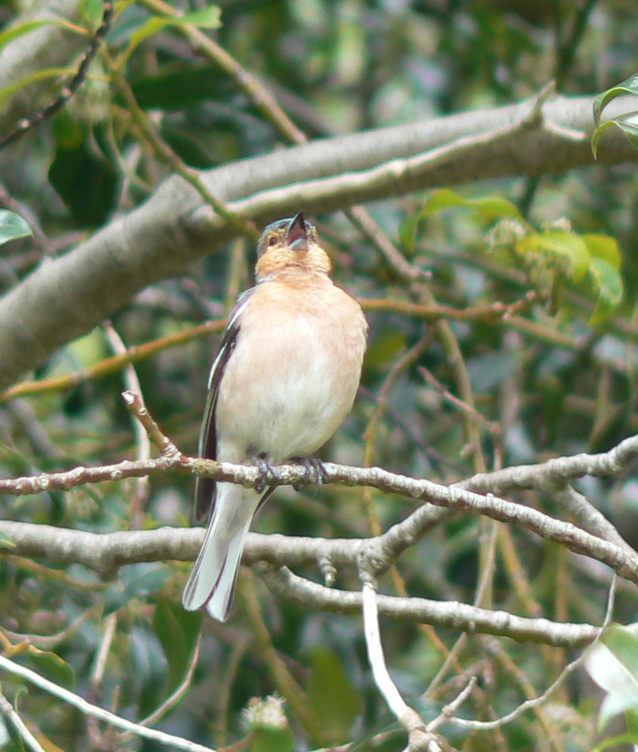 Chaffinch singing 