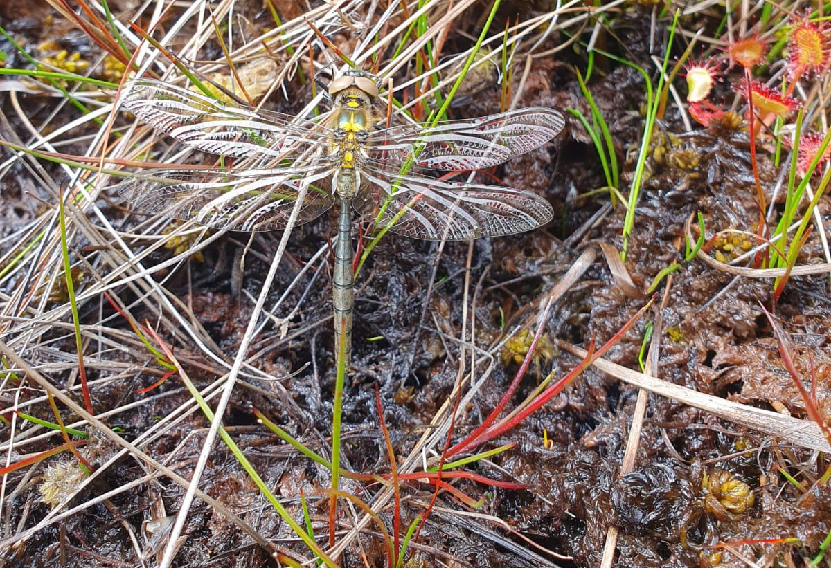 Northern Emerald Dragonfly in restored peatland at Glen Nevis