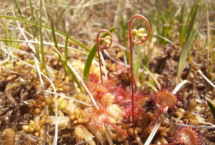 Sundew in Glen Nevis restored peatland site