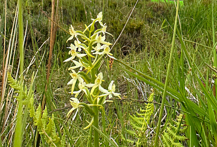 Maree Todd MSP and JRs hunt orchids at Quinag 3