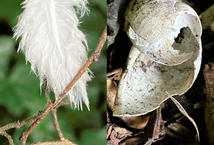 feather and shell rebecca rowan 