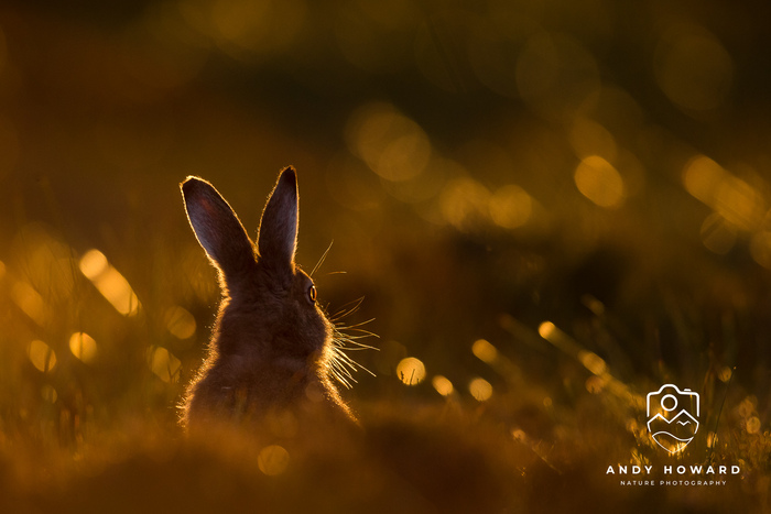 Andy Howard_Hare