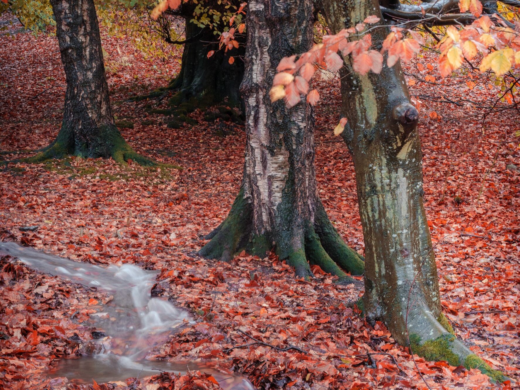 red leaves