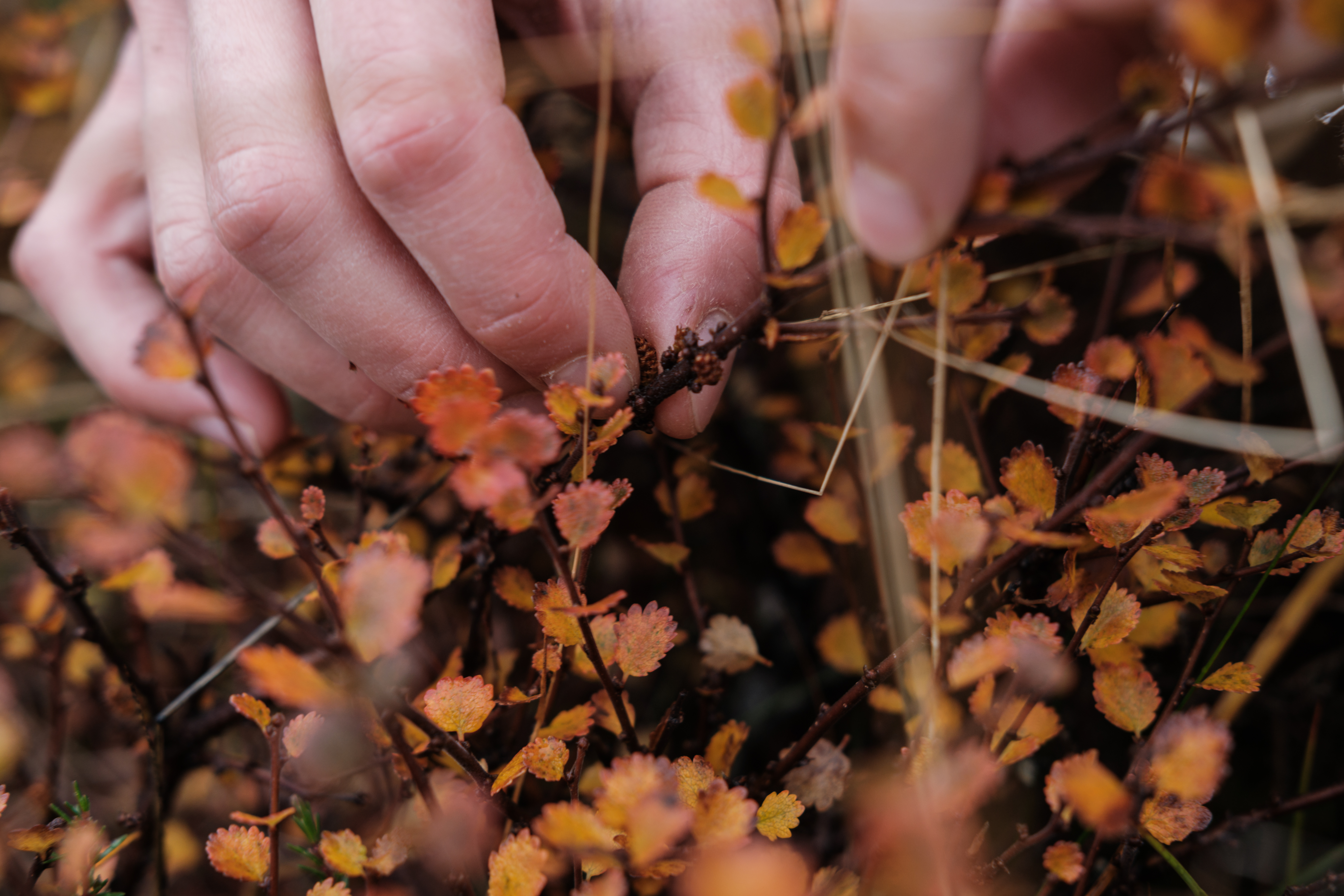 Birch leaves