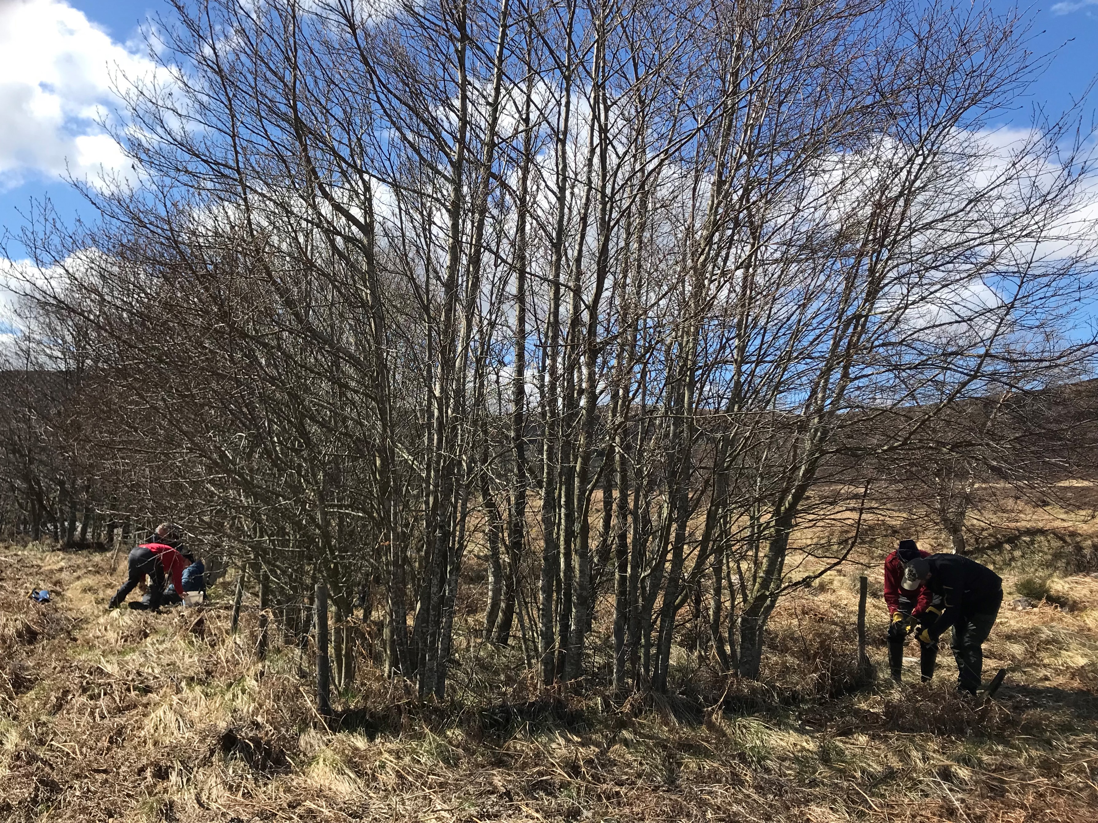 NE Scotland Local Members workparties 2023 - repairing 25 year old deer exclosure