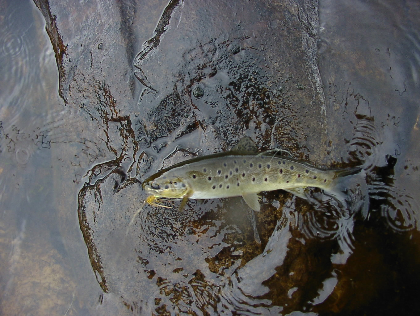 Trout