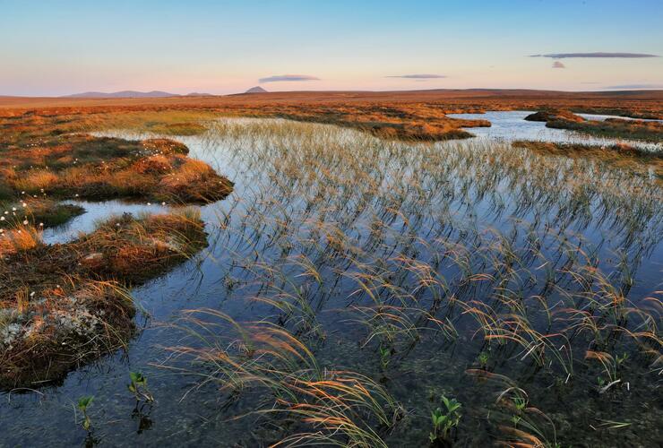 peatland