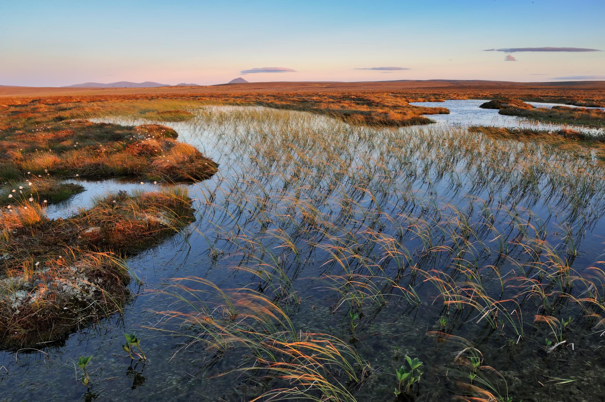 peatland
