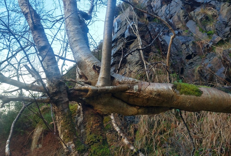 Torr a' Ghamhna - entangled birch and hazel