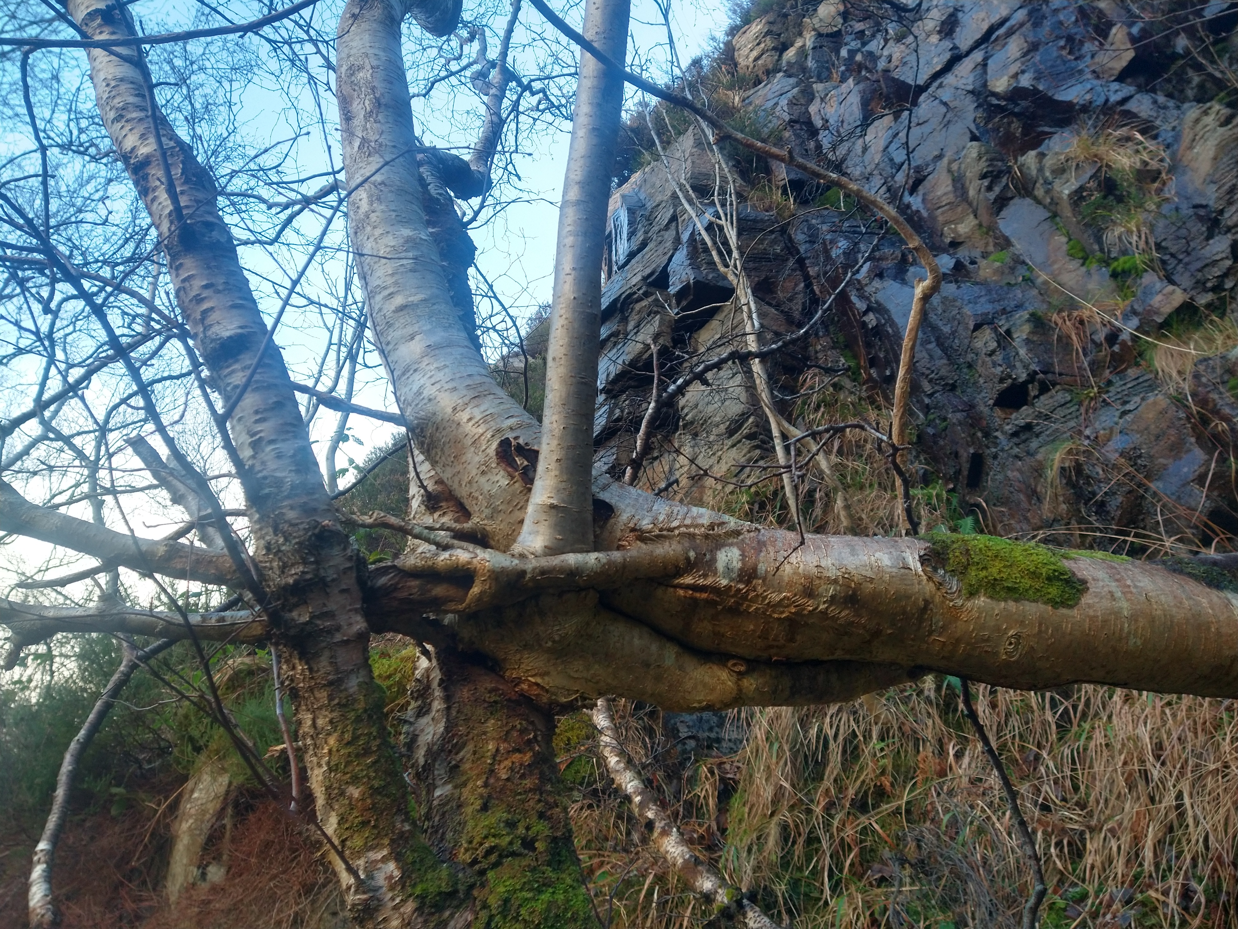 Torr a' Ghamhna - entangled birch and hazel