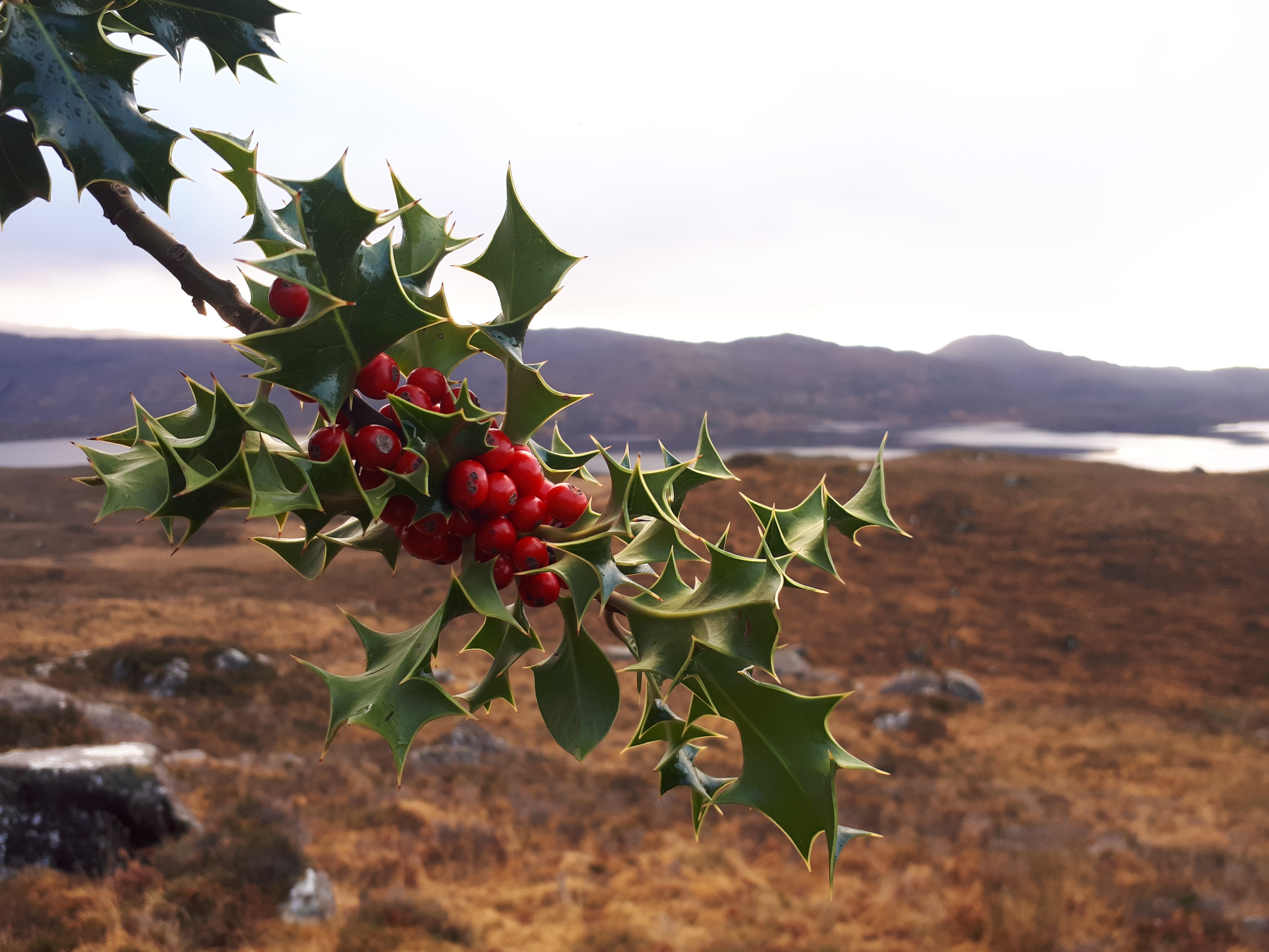 Quinag holly 2