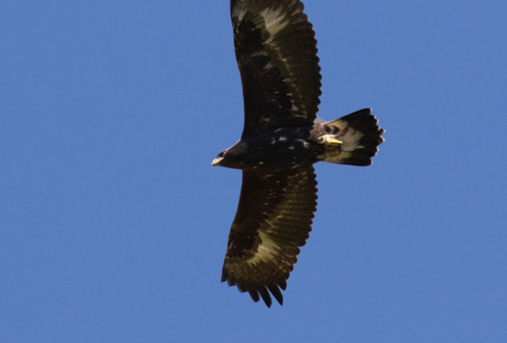 Donald the eagle in flight - John Wright/SSGEP