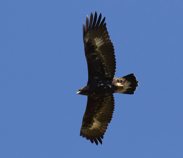 Donald the eagle in flight - John Wright/SSGEP