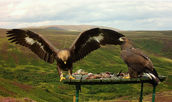 Donald the eagle right and Talla left - John Wright/SSGEP
