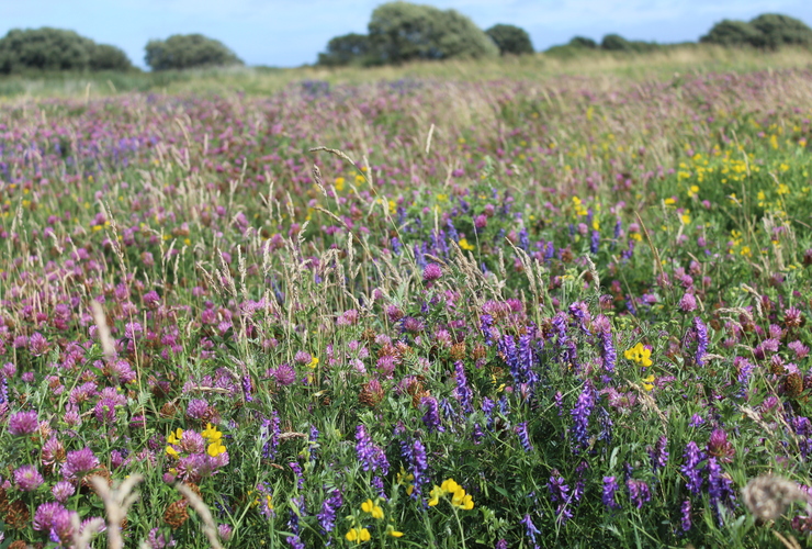 Clover Meadow - copyright Bumblebee Conservation Trust