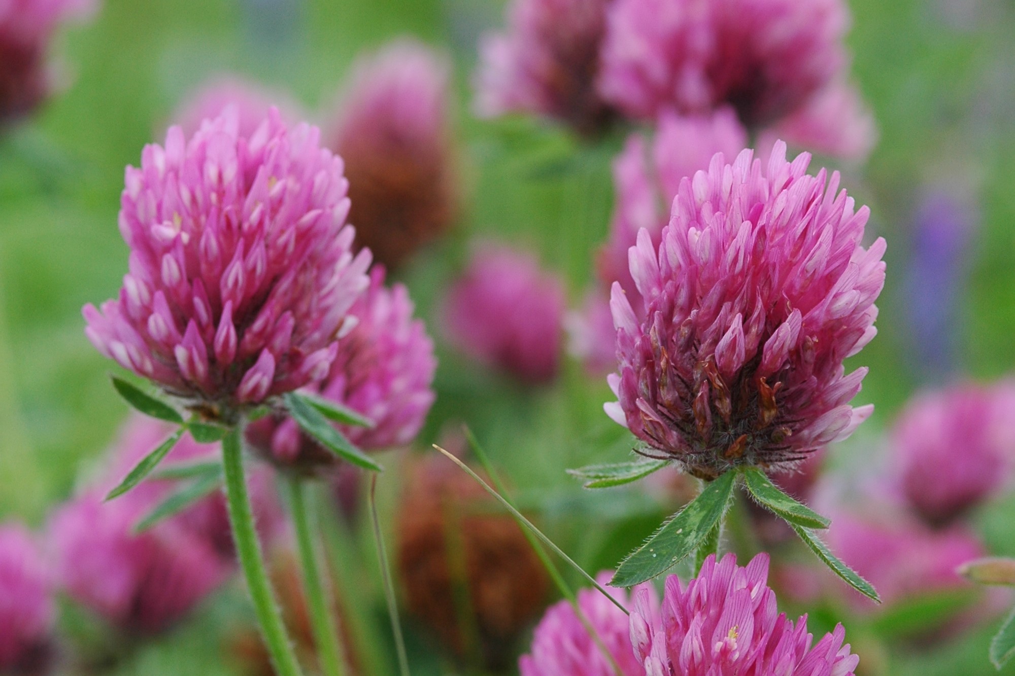 Red clover © Bumblebee Conservation Trust