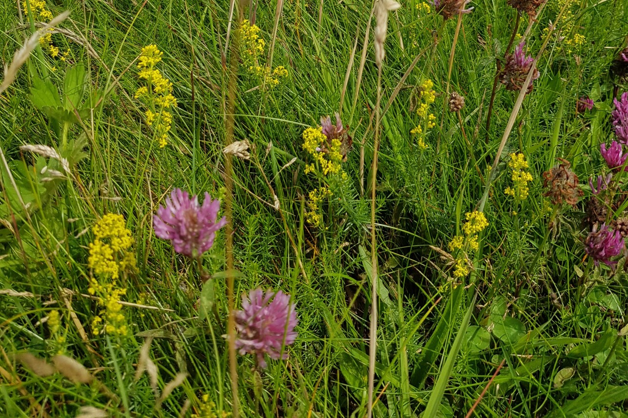 clover - flo macdonald 2