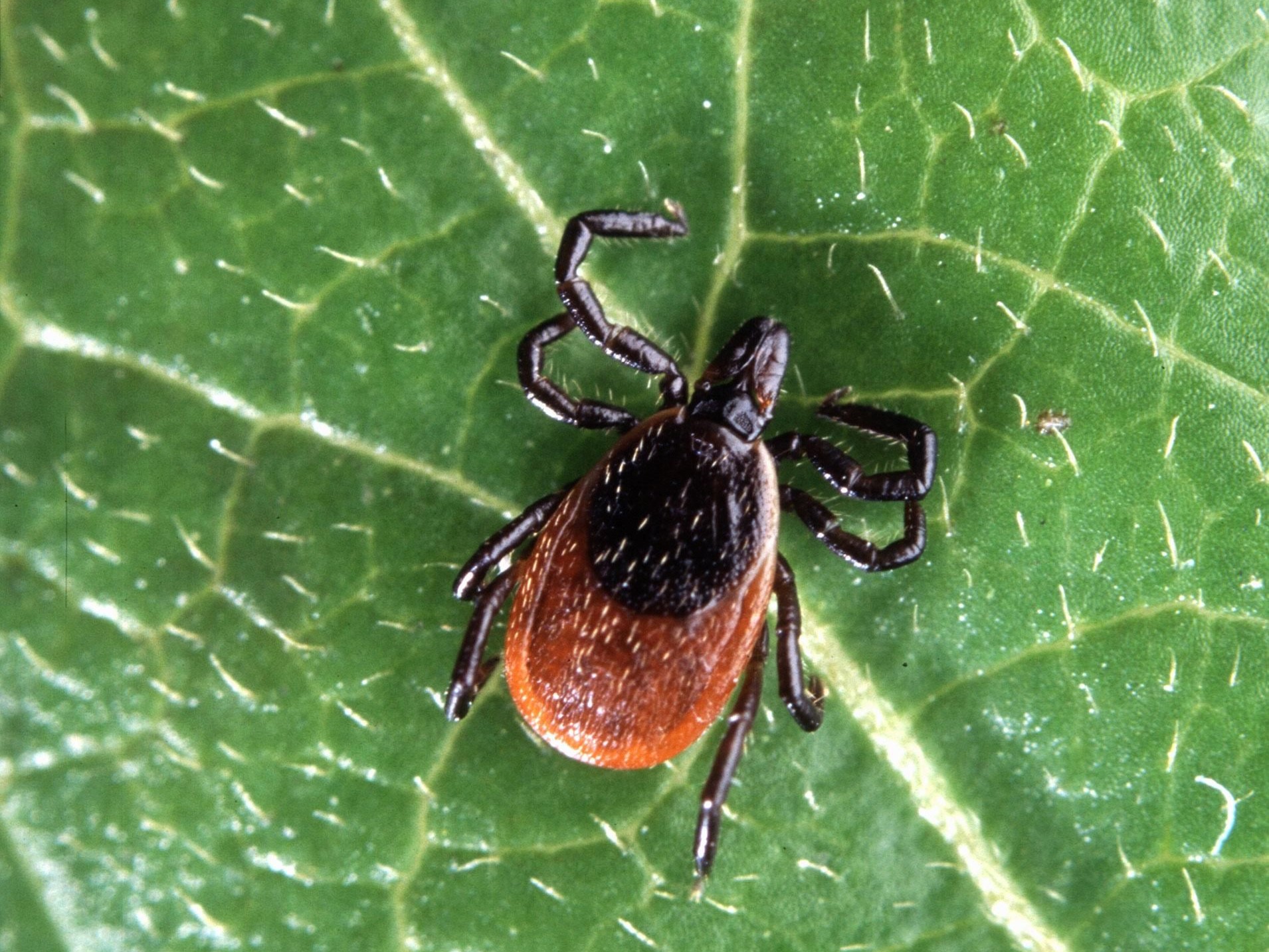 Deer tick insect ixodes scapularis - Scott Bauer (WikiMedia)