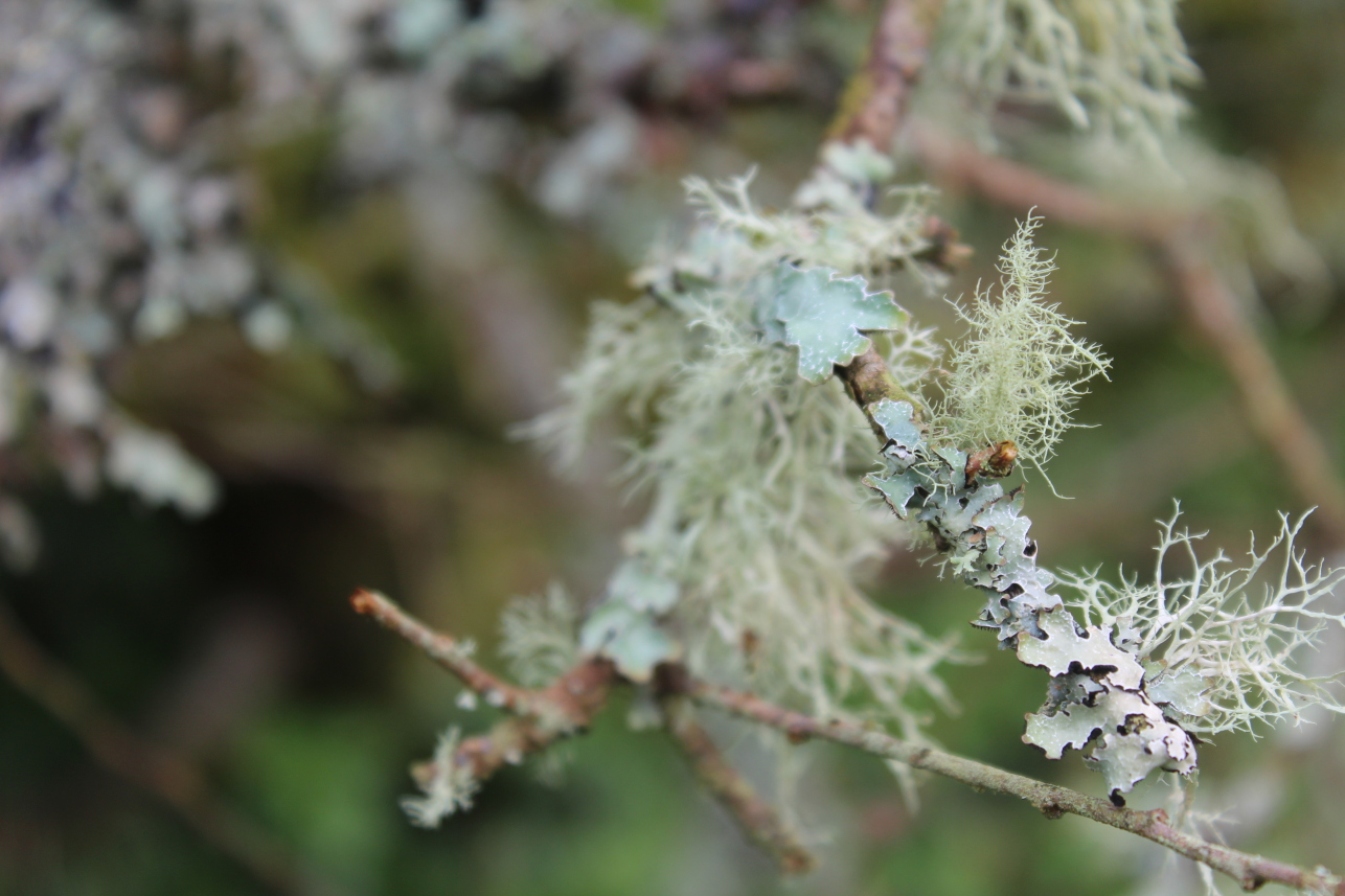Lichen at Glenlude - Heather Graham